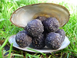 BIGBAITS BOILIES