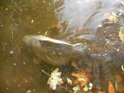 Carp team ŠVAJNERAJN